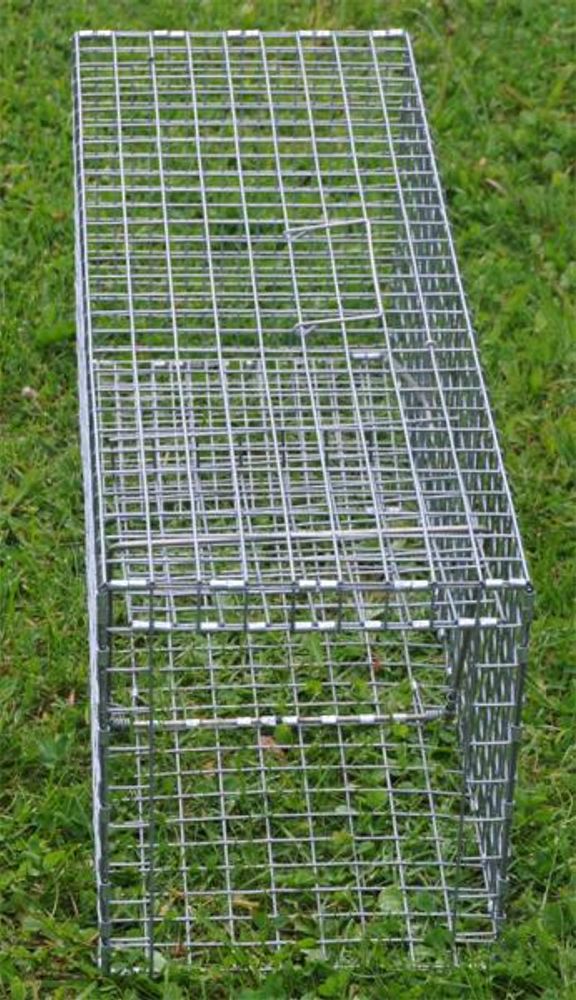 Kattefelle 